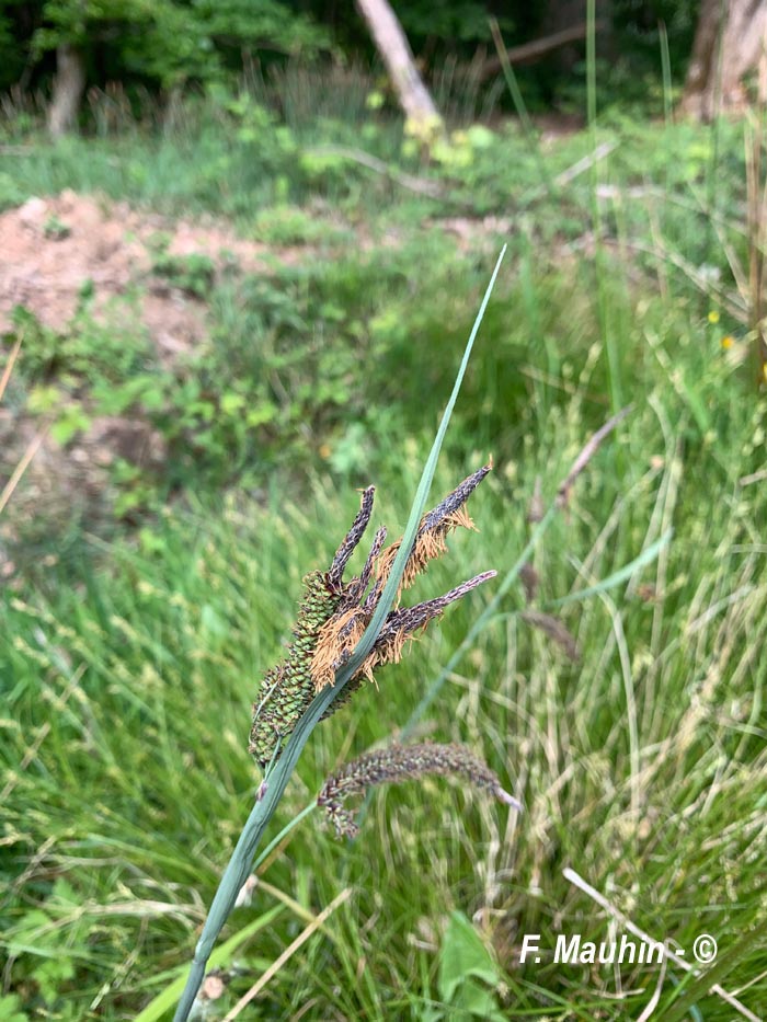 Carex nigra