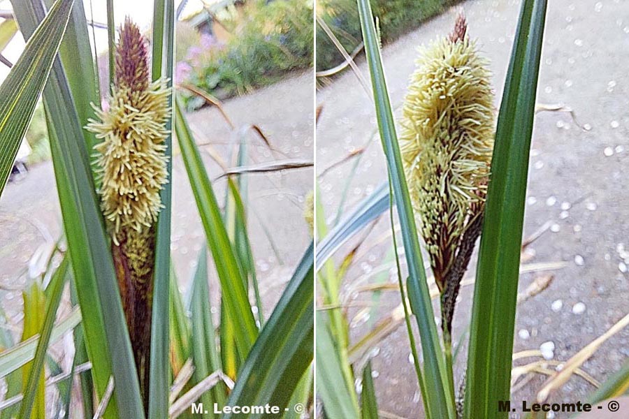 Carex pendula
