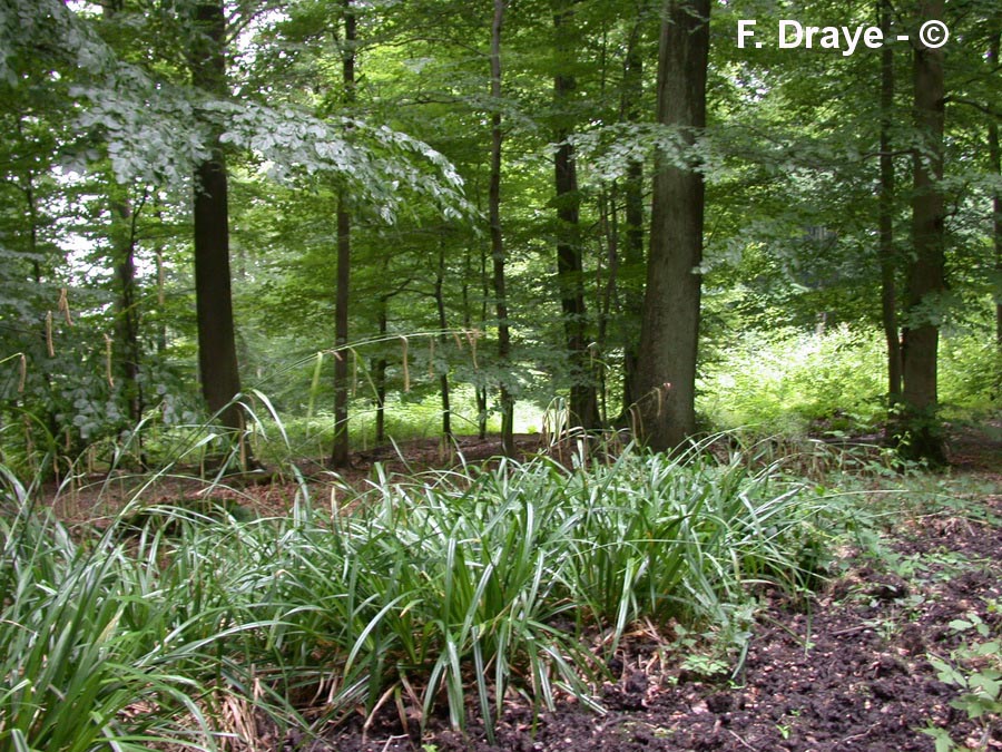 Carex pseudocyperus (laîche faux-souchet)