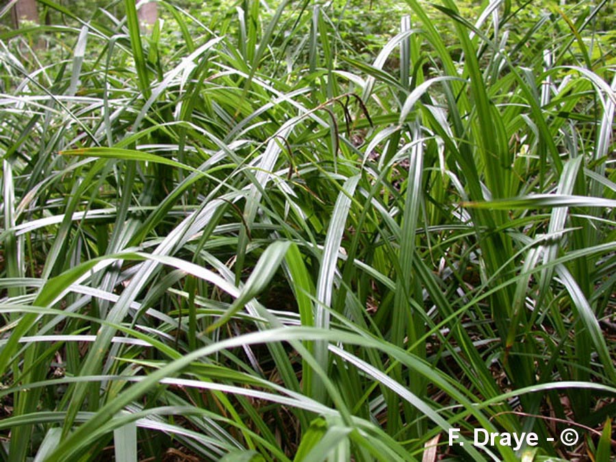 Carex pseudocyperus (laîche faux-souchet)