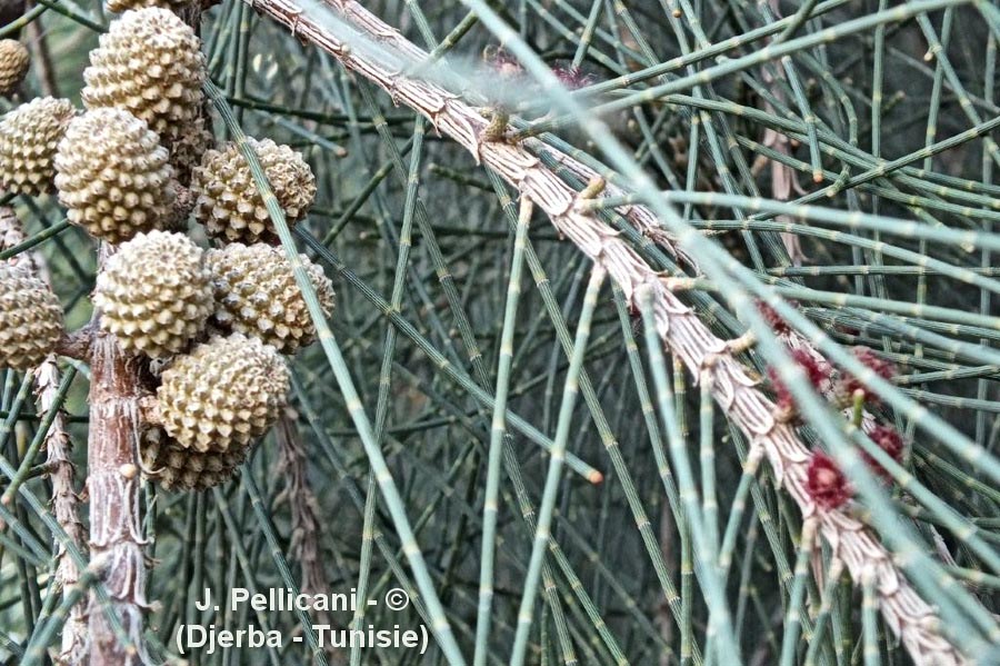Casuarina cunninghamiana