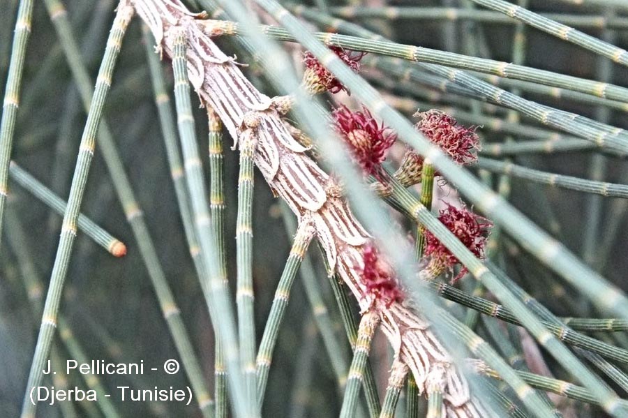 Casuarina cunninghamiana