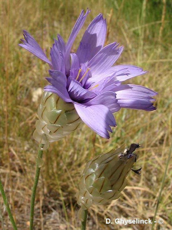 Catananche coerulea (catananche bleue)