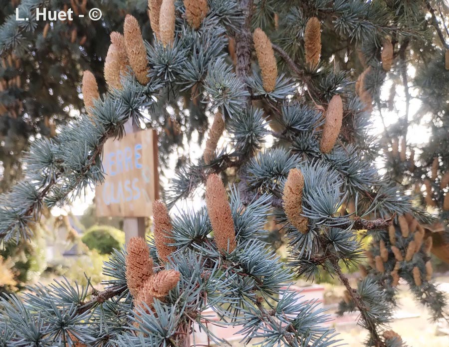 Cedrus atlantica glauca (cèdre bleu de l'Atlas)