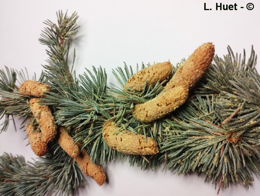 Cedrus atlantica glauca (cèdre bleu de l'Atlas)