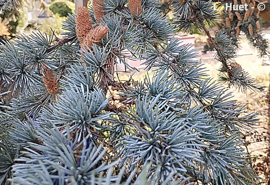 Cedrus atlantica glauca (cèdre bleu de l'Atlas)