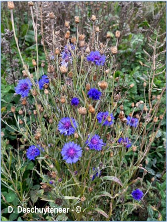 Centaurea cyanus