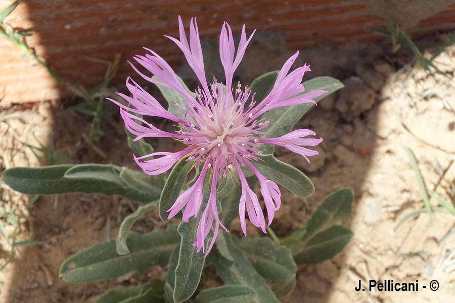 Centaurea bimorpha (centaurée dimorphe) (J. Pellicani