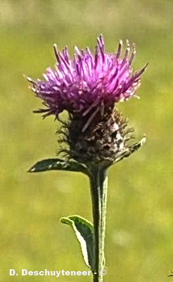 Centaurea nigra (centaurée noire)