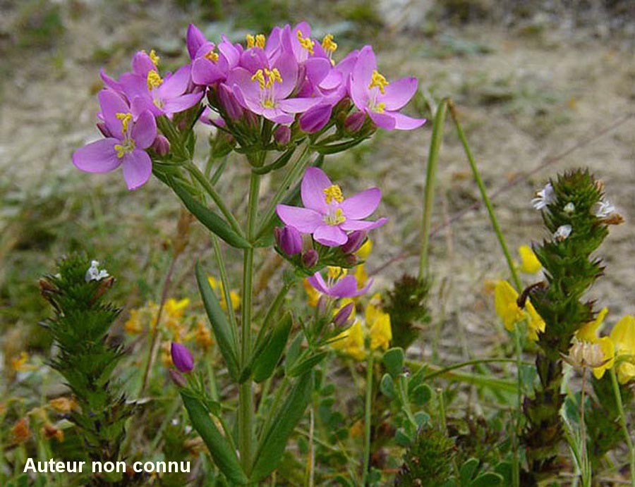 Centaurium erythraea