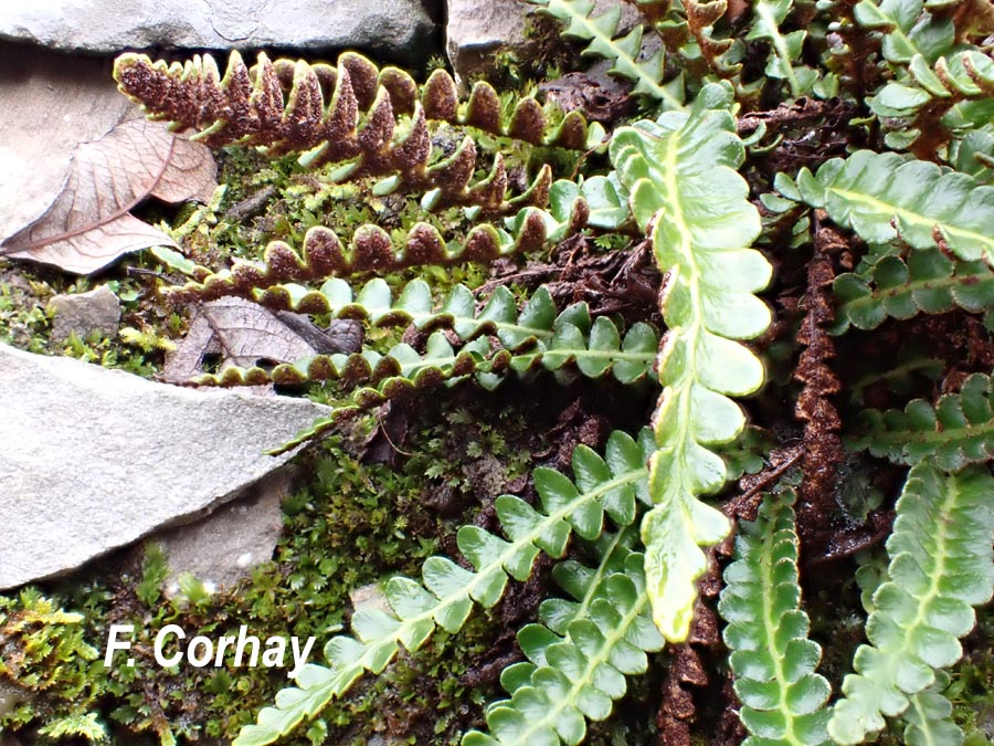 Asplenium ceterach