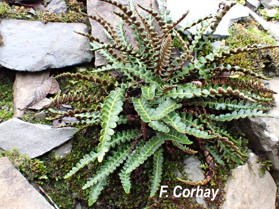 Asplenium ceterach