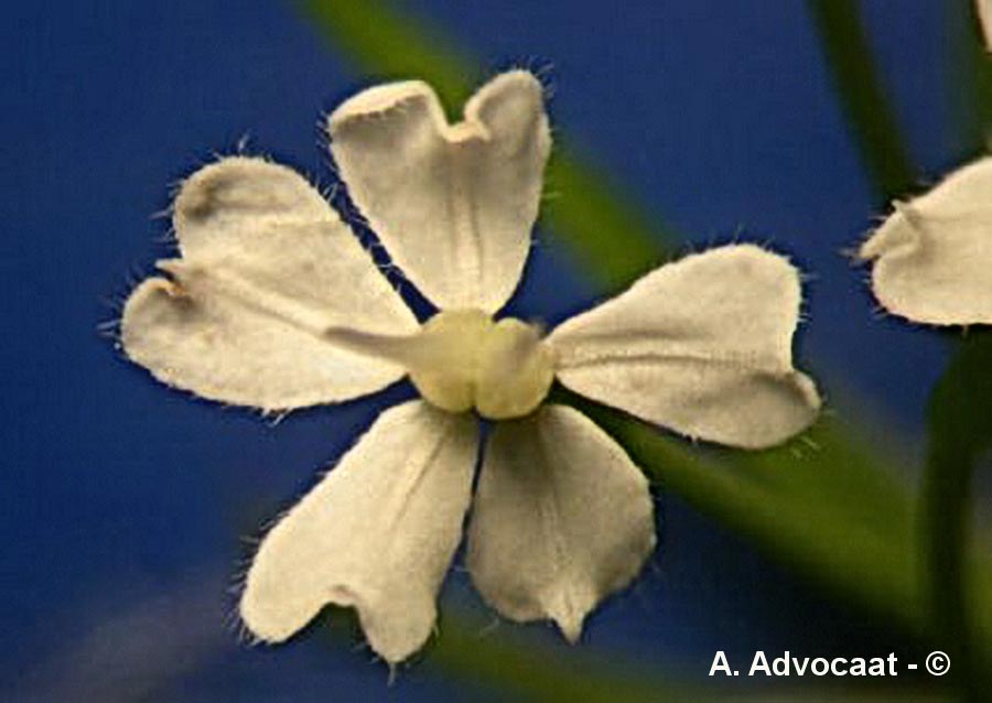 Chaerophyllum hirsutum
