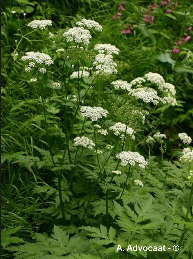 Chaerophyllum hirsutum