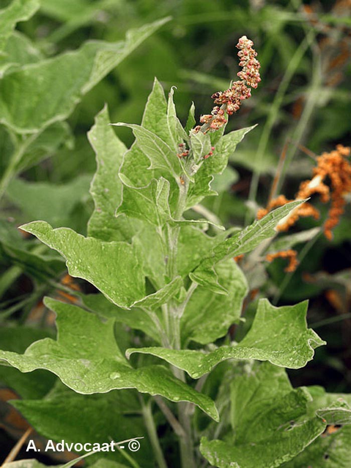 Blitum bonus-henricus (Chenopodium bonus-henricus) (chénopode bon-henri)