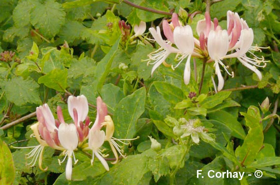 Lonicera periclymenum
