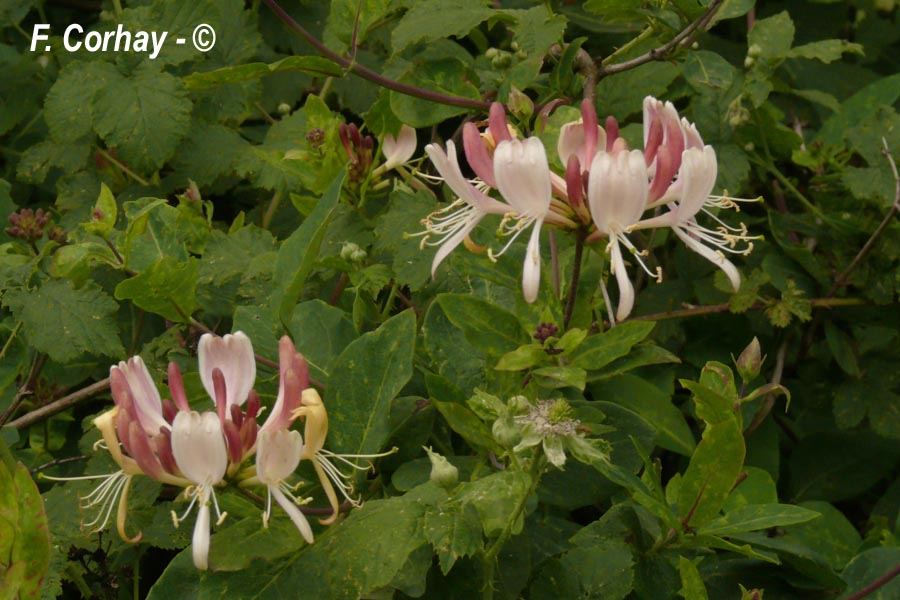 Lonicera periclymenum