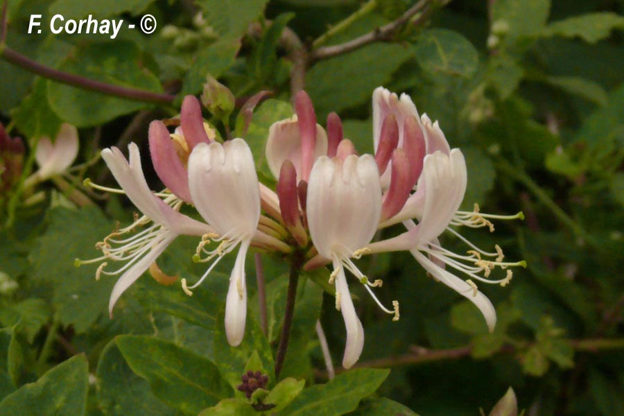 Lonicera periclymenum