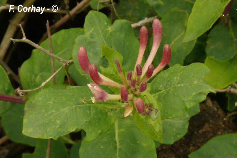 Lonicera periclymenum