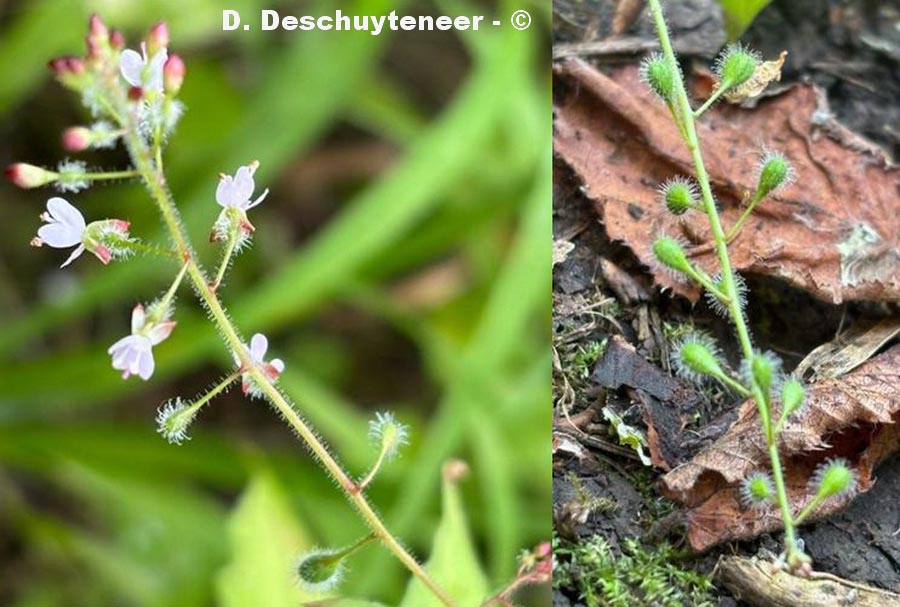 Circaea lutetiana