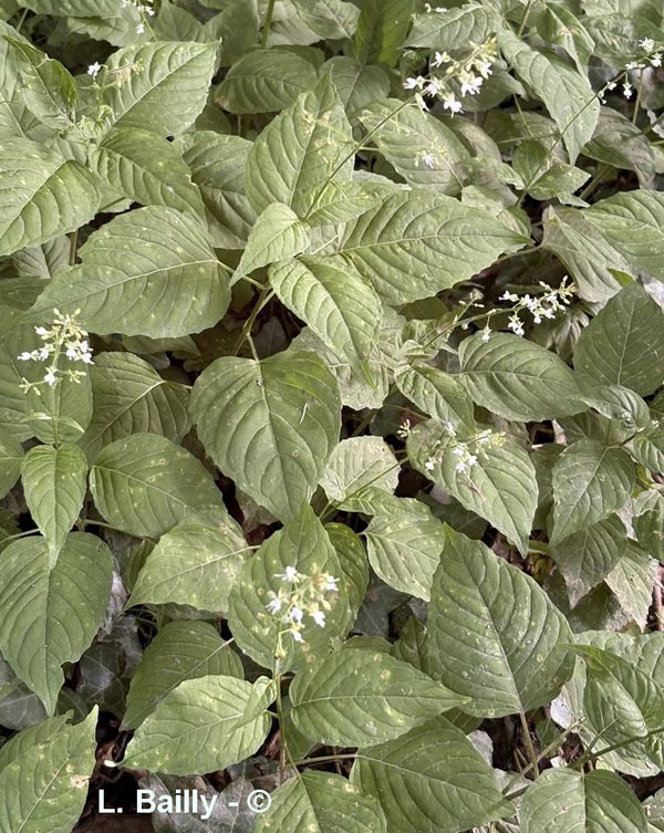 Circaea lutetiana