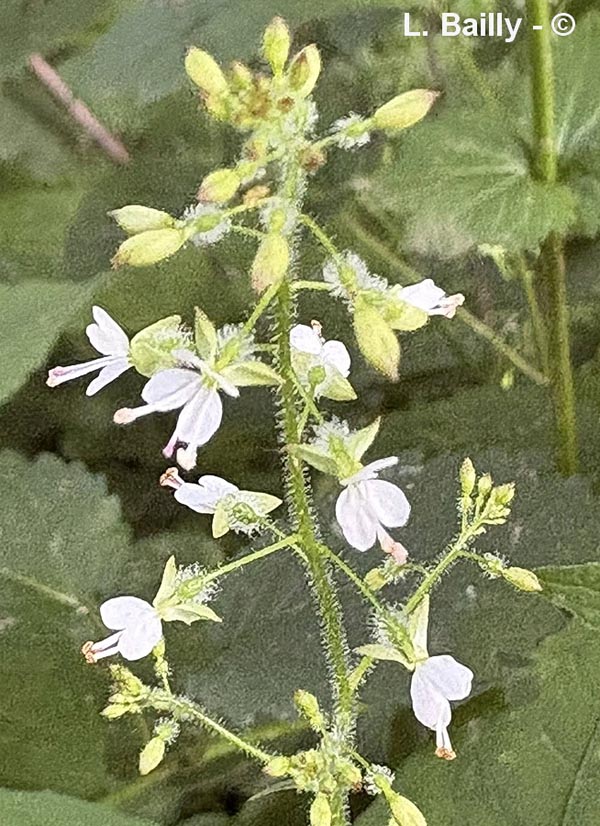 Circaea lutetiana