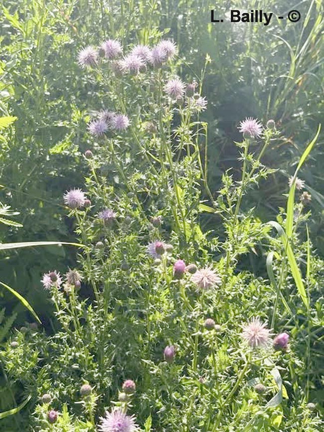 Cirsium arvense (cirse des champs)