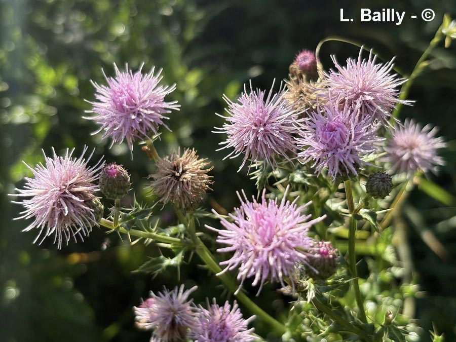 Cirsium arvense (cirse des champs)