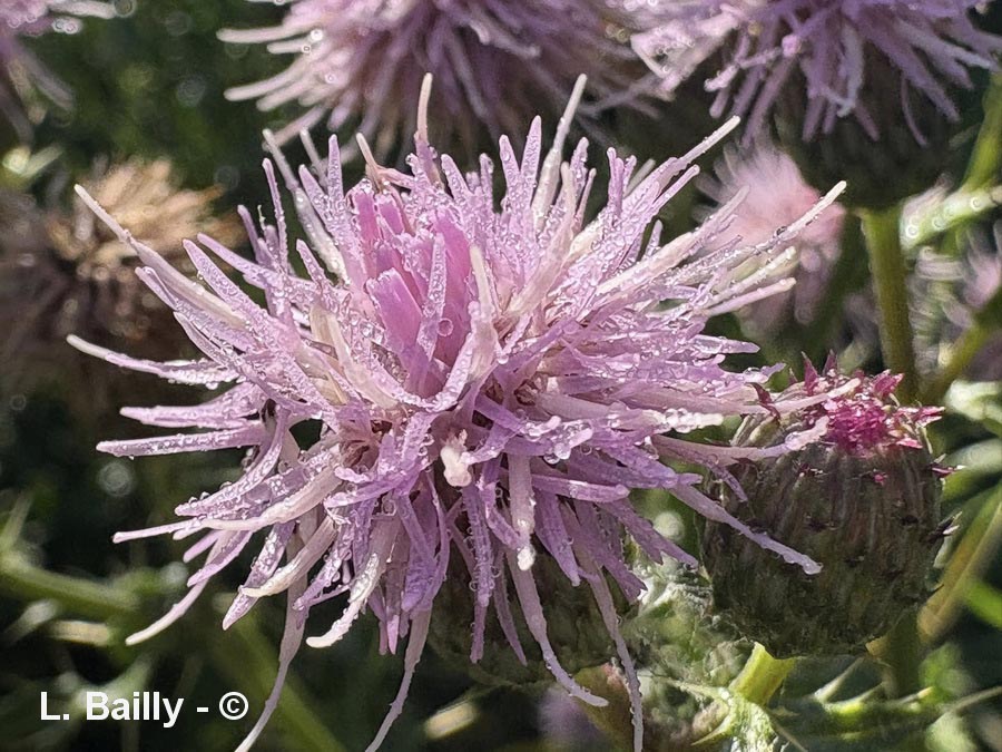 Cirsium arvense (cirse des champs)
