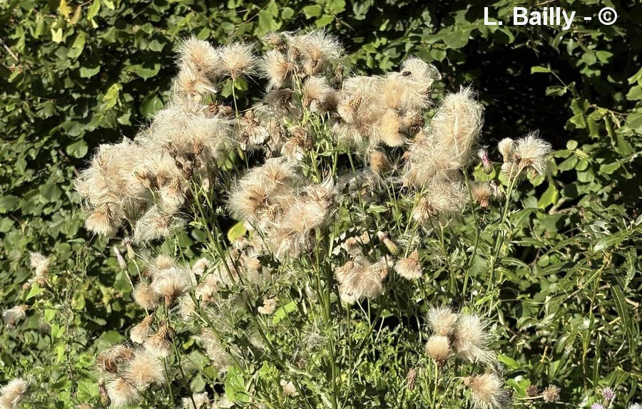 Cirsium arvense (cirse des champs)