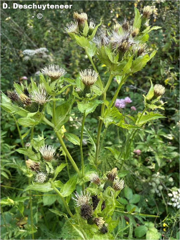 Cirsium oleacerum (cirse faux-épinard, cirse maraîcher)