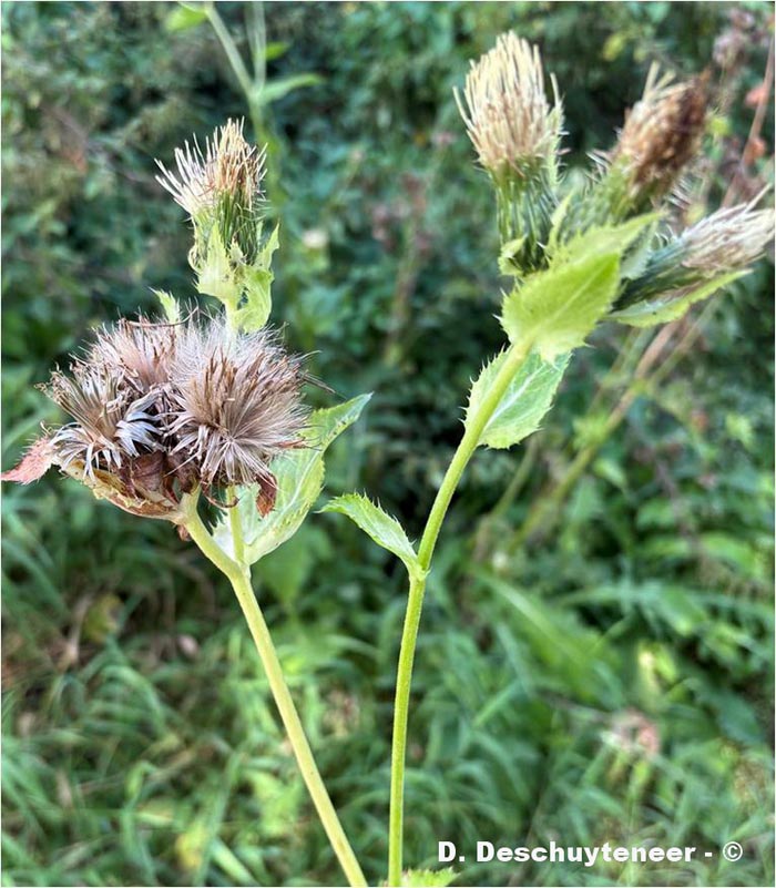 Cirsium oleacerum (cirse faux-épinard, cirse maraîcher)