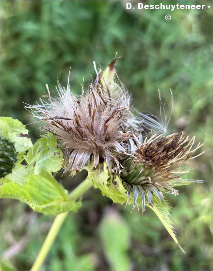 Cirsium oleacerum (cirse faux-épinard, cirse maraîcher)