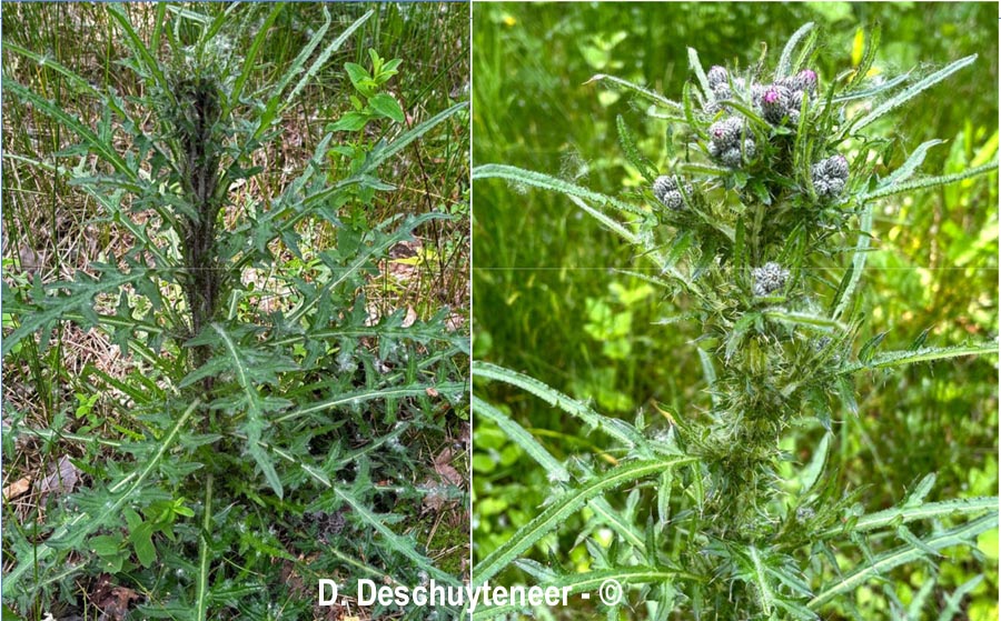 Cirsium palustre