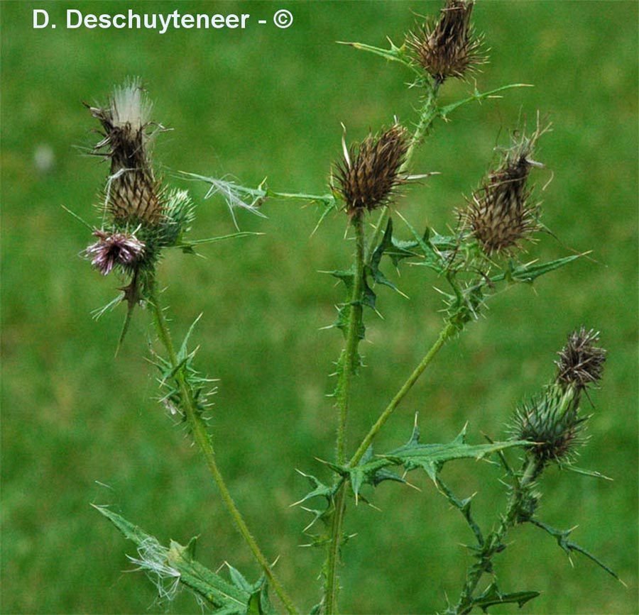 Cirsium vulgare (cirse à feuilles lancéolées)
