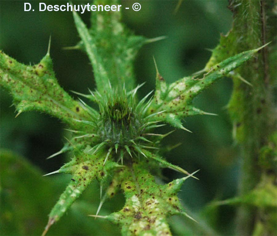 Cirsium vulgare (cirse à feuilles lancéolées)