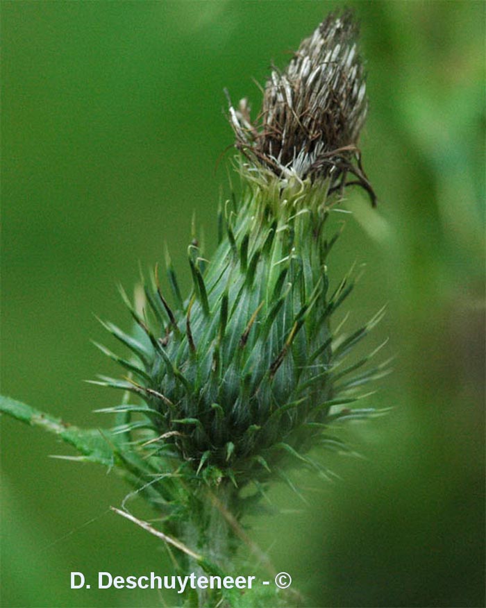 Cirsium vulgare (cirse à feuilles lancéolées)