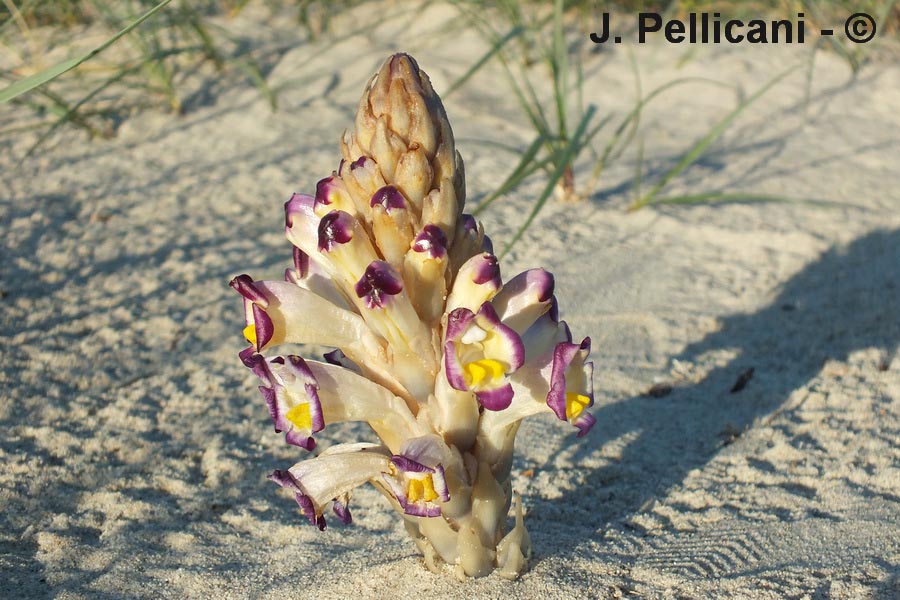 Cistanche violacea