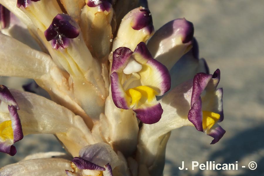 Cistanche violacea