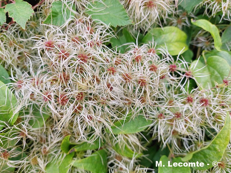Clematis vitalba