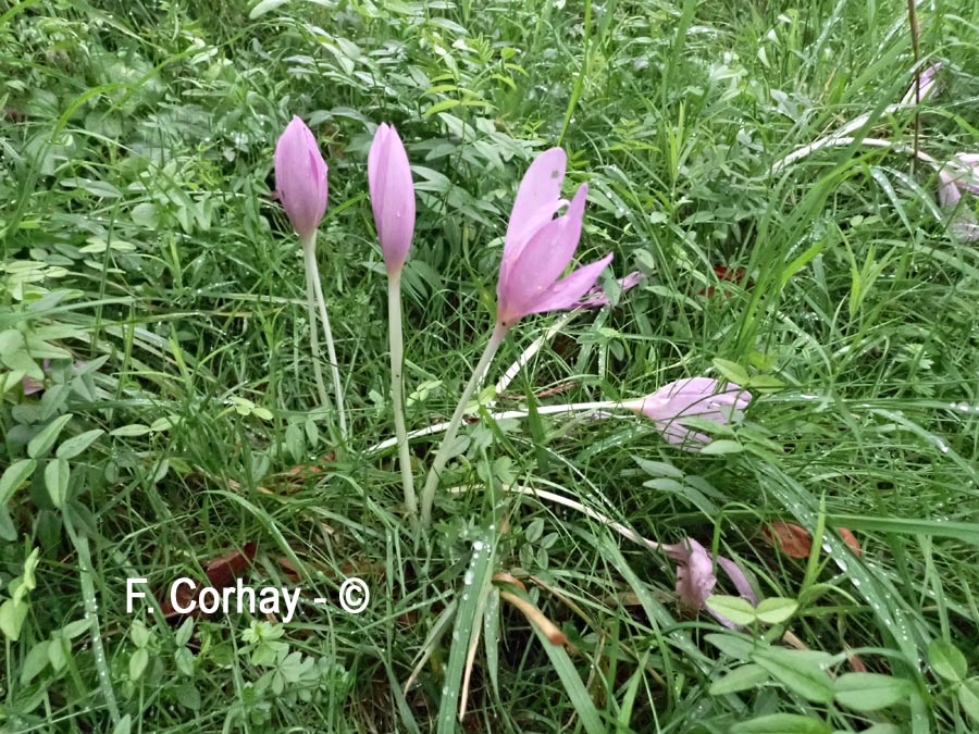  Colchicum autumnale (colchique d'automne)