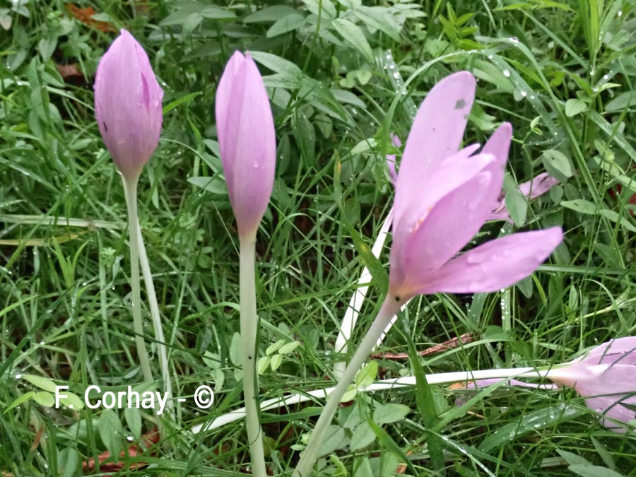  Colchicum autumnale (colchique d'automne)