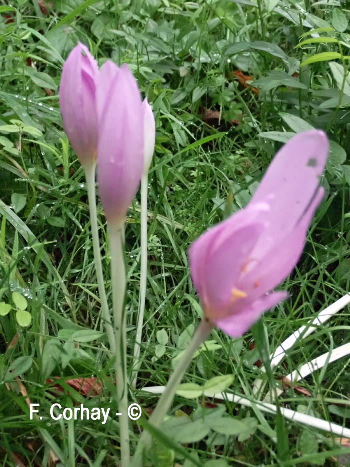  Colchicum autumnale (colchique d'automne)