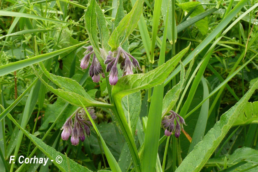 Symphytum officinale (consoude officinale)