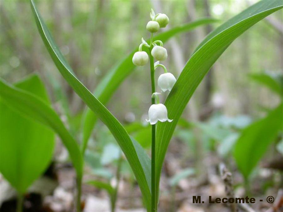 Convallaria majalis (muguet)