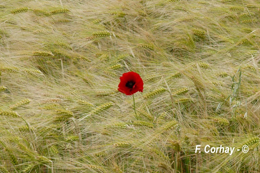 Papaver rhoeas (coquelicot)