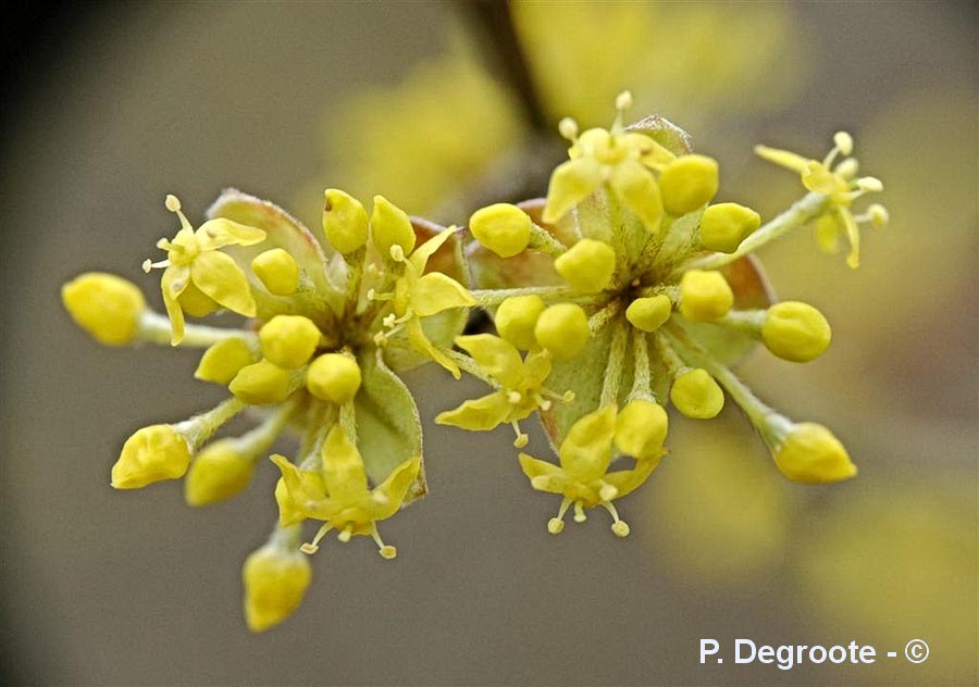 Cornus mas