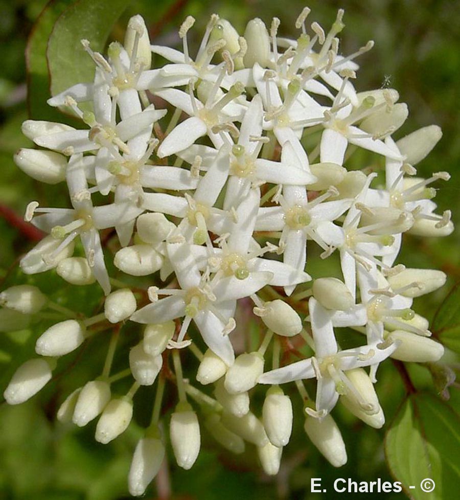 Cornus sanguinea (cornouiller sanguin)