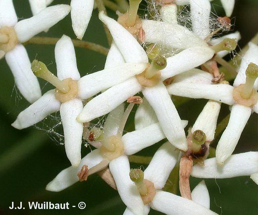 Cornus sanguinea (cornouiller sanguin)