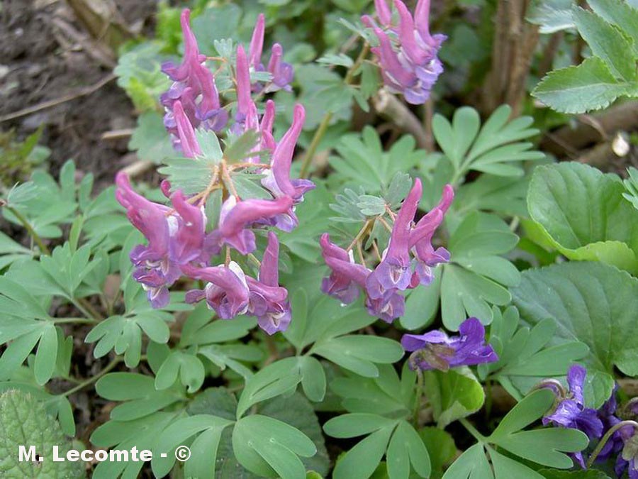 Corydalis solida